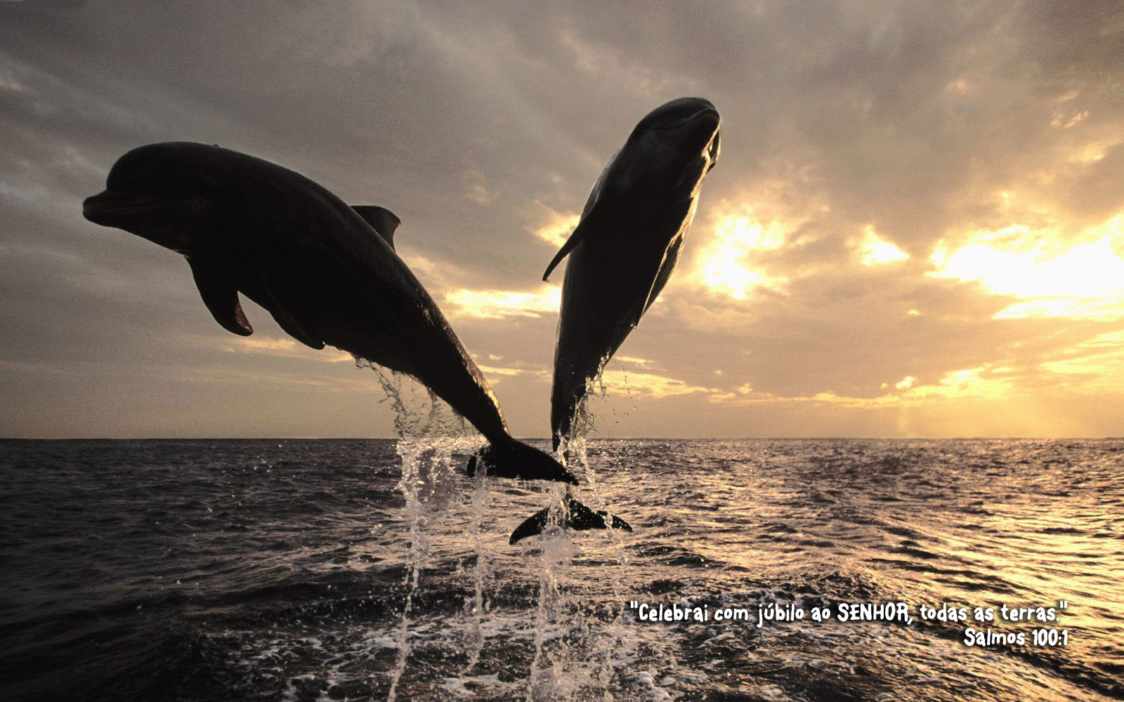 http://www.devocionaldiario.com.br/imagens/dolphins_w.jpg